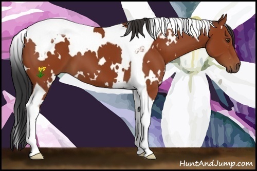 Horse Color:White Spotted Bay Tobiano 