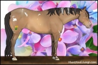 Horse Color:White Spotted Amber Champagne Sabino