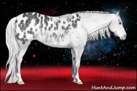 Horse Color:Silver Black Chinchilla Appaloosa 