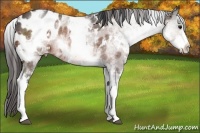 Horse Color:White Spotted Bay Appaloosa