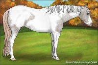 Horse Color:Liver Chestnut Tobiano Frame Appaloosa 