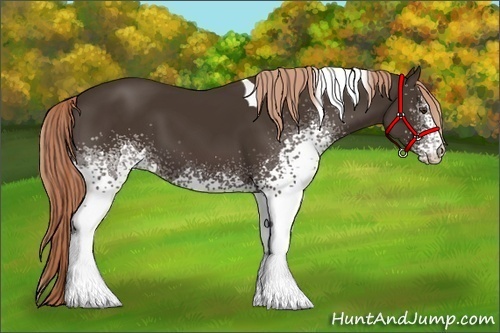 Horse Color:White Spotted Liver Chestnut Tobiano 