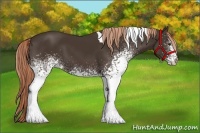 Horse Color:White Spotted Liver Chestnut Tobiano