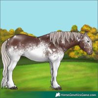 Horse Color:White Spotted Chocolate Silver Brown