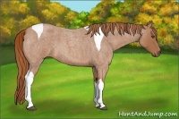 Horse Color:Red Roan Tobiano 