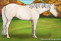 Horse Color:Gold Cream Champagne Pearl 