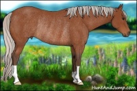 Horse Color:Silver Bay Rabicano