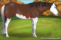 Horse Color:Bay Splash 