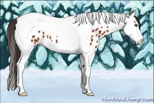 Horse Color:Bay Splash Tobiano Appaloosa