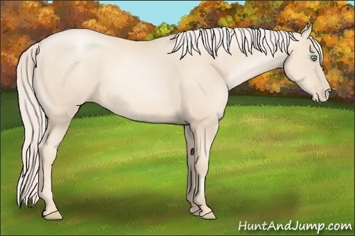 Horse Color:Gold Cream Champagne Pearl 