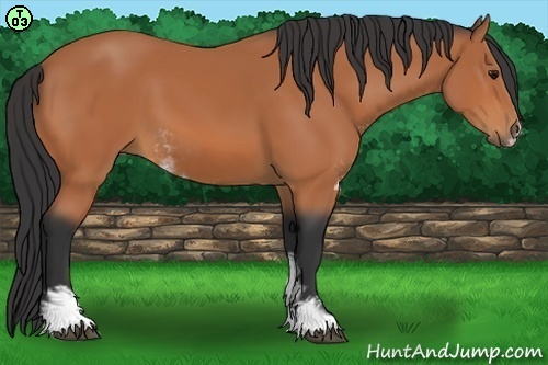 Horse Color:Bay Sabino 