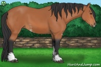 Horse Color:Bay Sabino