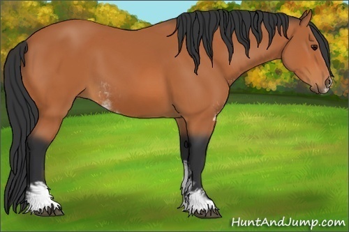 Horse Color:Bay Sabino 