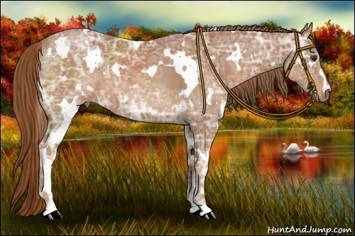 Horse Color:White Spotted Chestnut Ice 