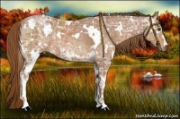 Horse Color:White Spotted Chestnut Ice