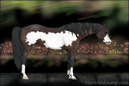 Horse Color:Bay Frame 