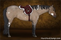 Horse Color:White Spotted Bay Roan Dun