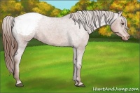 Horse Color:Chestnut Appaloosa