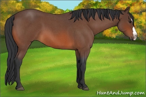 Horse Color:Bay Roan Splash