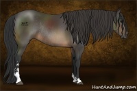 Horse Color:Buckskin Sabino Rabicano