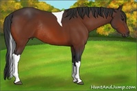 Horse Color:Bay Tobiano Rabicano 