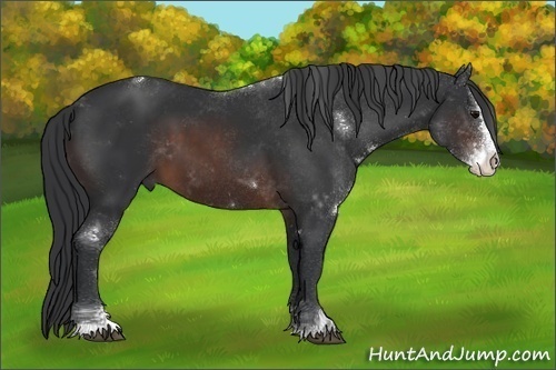 Horse Color:Brown Sabino