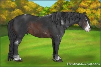 Horse Color:Brown Sabino