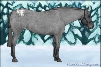 Horse Color:Blue Roan Appaloosa 