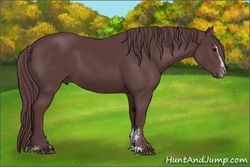 Horse Color:Chocolate Black Sabino