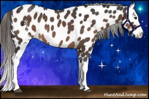 Horse Color:White Spotted Liver Red Roan Splash Leopard