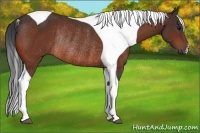 Horse Color:Bay Tobiano Rabicano 
