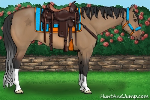 Horse Color:Bay Dun 
