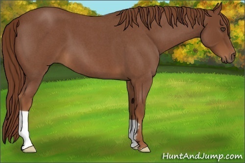 Horse Color:Red Roan Frame 