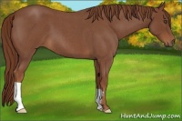 Horse Color:Red Roan Frame