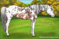 Horse Color:Bay Sabino Appaloosa 