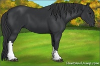 Horse Color:Black 
