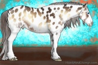 Horse Color:Brown Onyx Splash Appaloosa