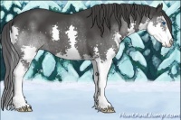 Horse Color:Black Sabino Splash