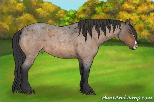 Horse Color:Buckskin Roan