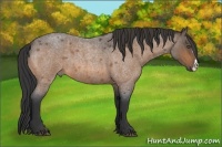 Horse Color:Buckskin Roan