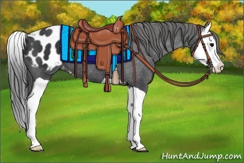 Horse Color:Black Splash Appaloosa