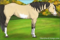 Horse Color:Buckskin Roan Dun Splash Frame