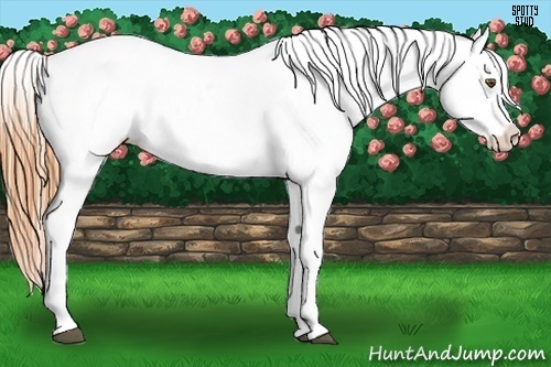 Horse Color:Buckskin Roan Dun Frame Blanket