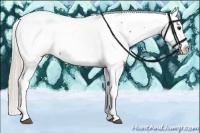 Horse Color:Silver Brown Roan Appaloosa 