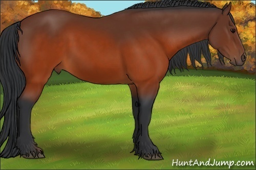 Horse Color:Brown 