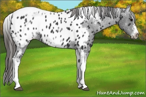 Horse Color:White Spotted Black Splash Tobiano Frame Appaloosa 