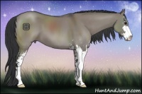 Horse Color:Grullo Sabino