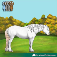 Horse Color:Bay Mushroom Splash Appaloosa
