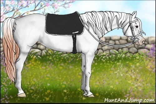 Horse Color:Bay Splash Appaloosa 