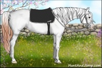 Horse Color:Bay Splash Appaloosa